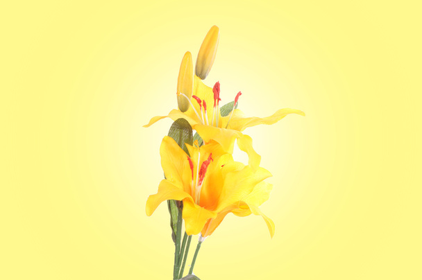 Yellow lily - Photo, image