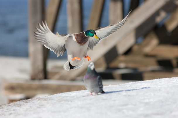 duck landing on the snow - Photo, Image