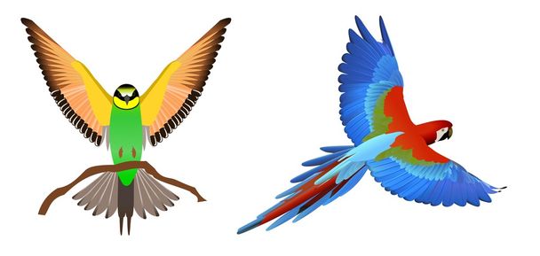 Aves de capoeira
 - Vetor, Imagem