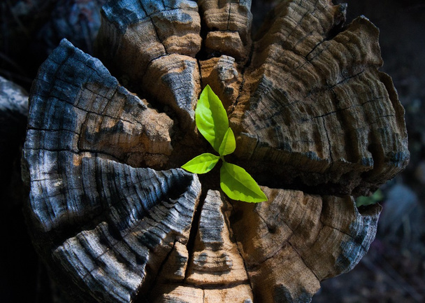 Καλλιέργεια από ένα κολόβωμα δέντρων φυτών - Φωτογραφία, εικόνα