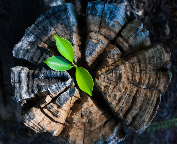 Рослини, що ростуть з пенька на дереві
 - Фото, зображення
