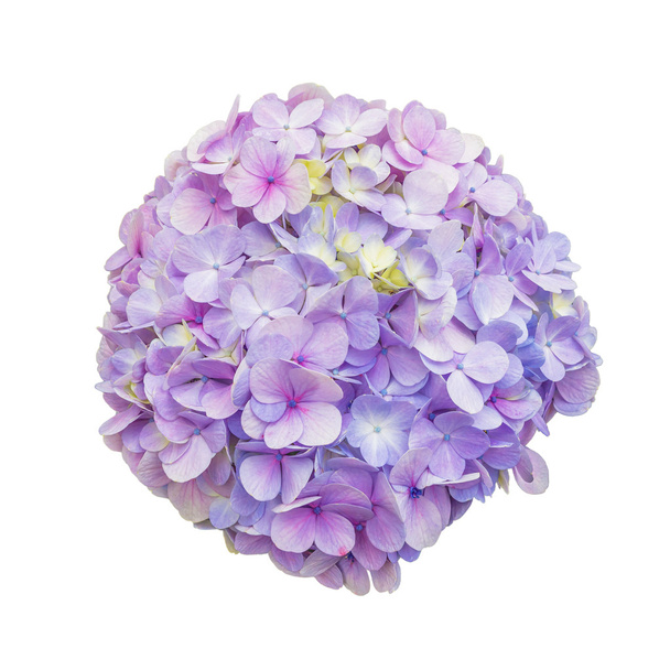květ fialový hortenzie - Fotografie, Obrázek