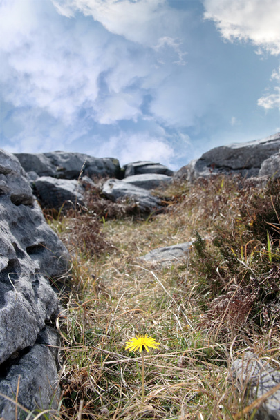 Burren sarı çiçek bitki yaşam - Fotoğraf, Görsel