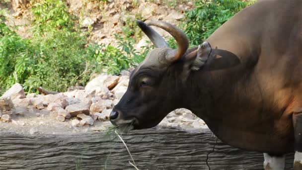 Banteng o Red Bull, macho de pie y comer hierba en el bosque, primer plano en HD
 - Metraje, vídeo