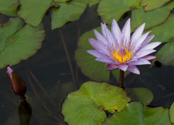 Violet lotus flower - Photo, Image