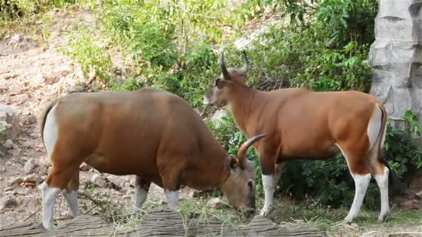 pareja Banteng o Red Bull, macho de pie y comer hierba en el bosque, primer plano en HD
 - Metraje, vídeo