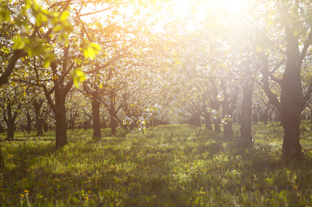 Kiraz ağacı Bahçe ile günlük güneşlik bir çim üzerinde  - Fotoğraf, Görsel