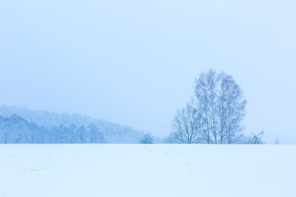 Winter field under cloudy gray sky - 写真・画像