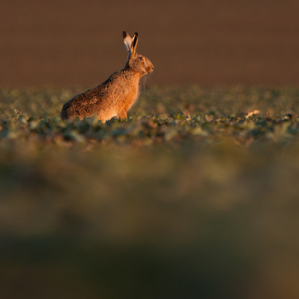 Brown hare (lepus europaeus) - Foto, imagen
