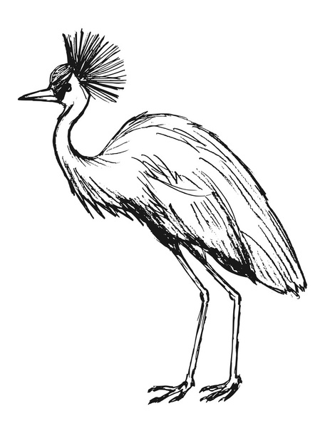 African crowned crane, illustration of wildlife, bird, zoo, safa - Wektor, obraz