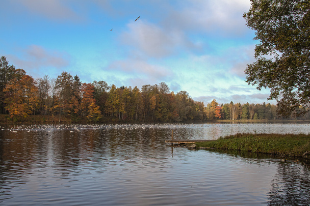 Autumn park with river - Foto, Imagen
