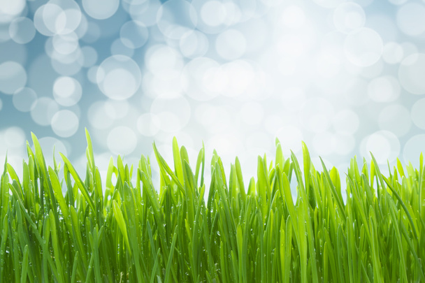 Wet green grass - Foto, afbeelding