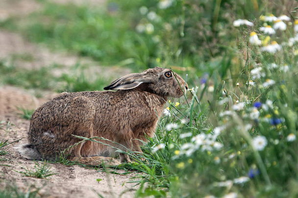 Hare in the grass in a clearing - Photo, Image