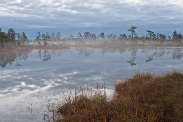 Beautiful swamp north landscape  - Photo, Image