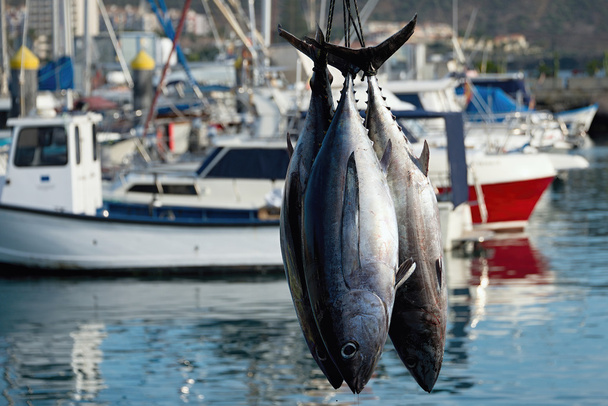 Рыбацкая лодка выгружает тунца на пристани
 - Фото, изображение