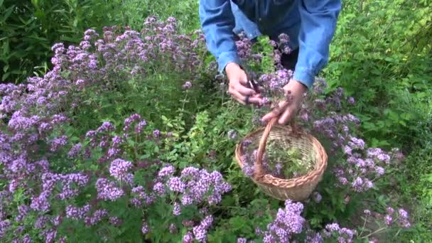Muž, sbírání oreganem v bylinkové zahradě - Záběry, video
