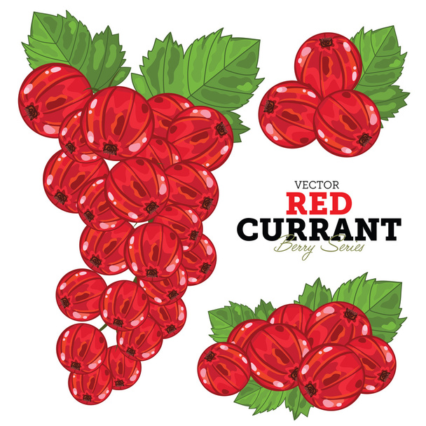 Red Currant Set, Vector. - Vecteur, image