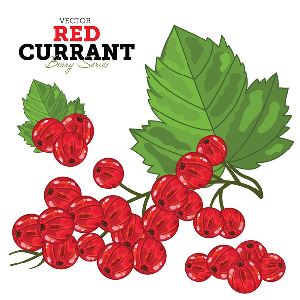 Red Currant Set, Vector. - Вектор,изображение