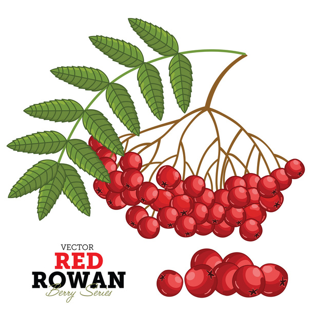 Red Rowan Set, Vector. - Διάνυσμα, εικόνα