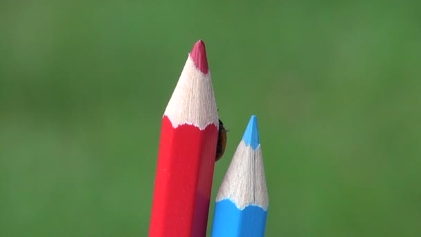 Lady bug crawling on sharpened colored pencils - Footage, Video