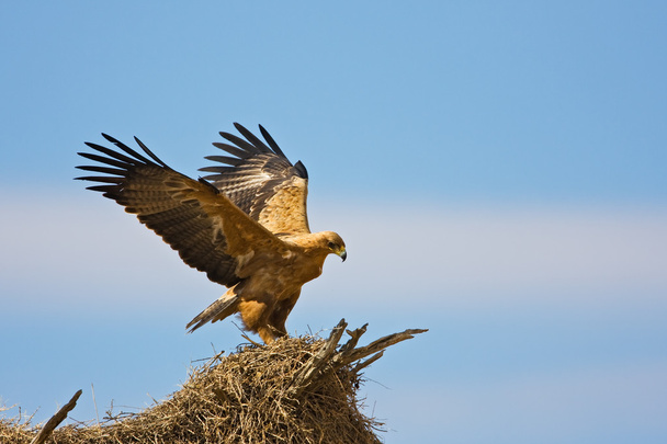 Tawny eagle - Photo, Image