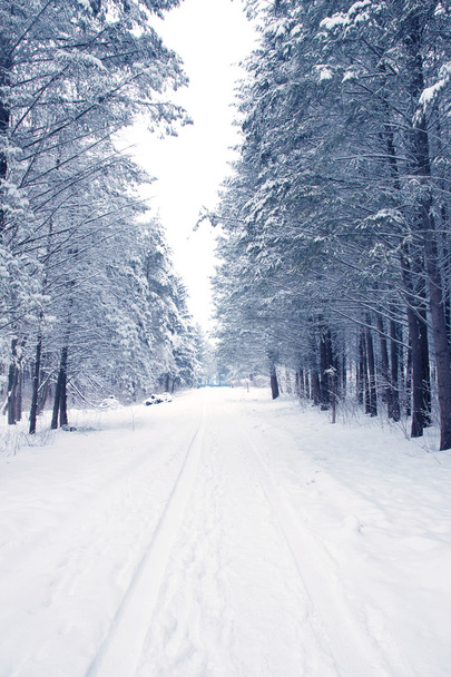 зимовий ліс дороги
 - Фото, зображення