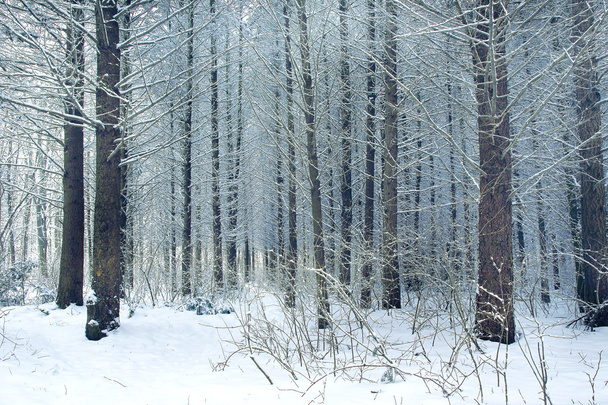 snowy winter forest - 写真・画像