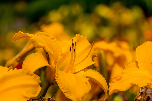 žlutá lilie den - Fotografie, Obrázek