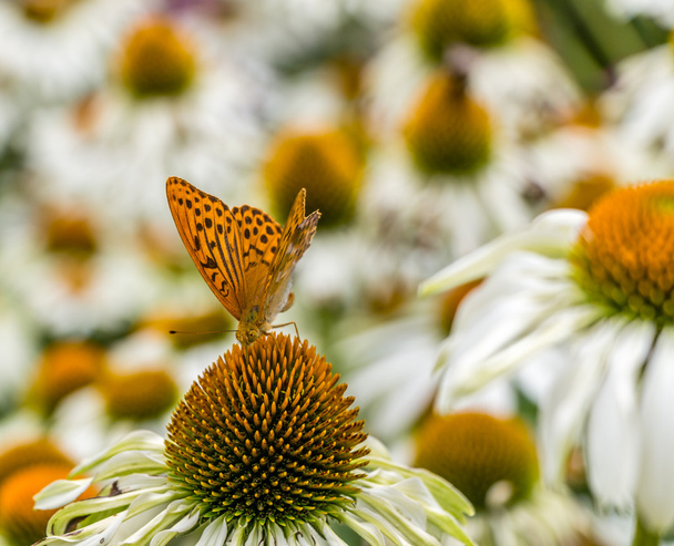 花、蜂と蝶 - 写真・画像