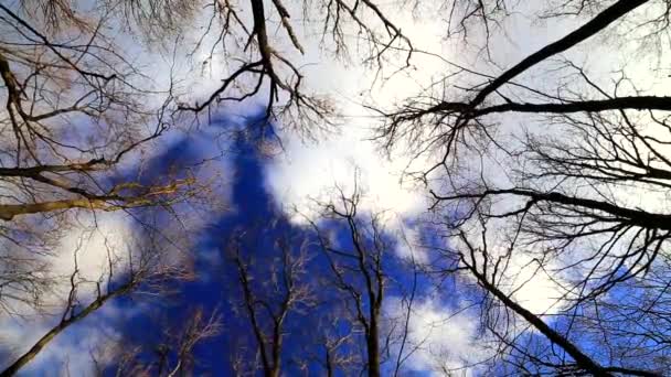Vítr pohybuje větve v lese na modré obloze - Záběry, video