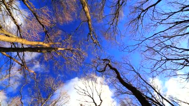 Wind bewegt Äste im Wald bei blauem Himmel - Filmmaterial, Video