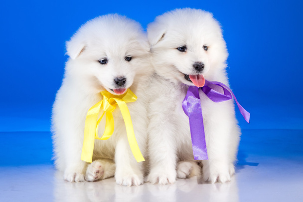 Маленький білий цуценят Samoyedskaja собака - Фото, зображення