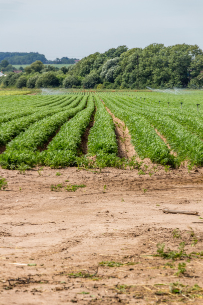 Vegetable field on the country side - Photo, Image