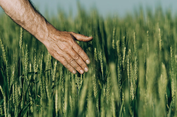 Hand van een boer die in de vroege zomer rijpe tarweoren aanraakt. - Foto, afbeelding