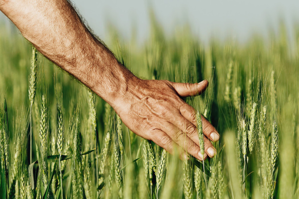 Hand of a farmer touching ripening wheat ears in early summer. - Φωτογραφία, εικόνα