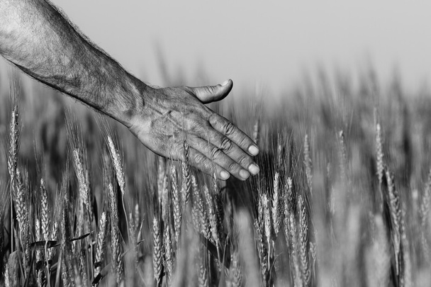 Mano de un agricultor tocando espigas de trigo en maduración a principios de verano. - Foto, Imagen
