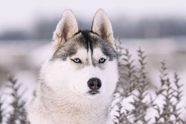 Siberian Husky in den winterlichen Bergen. - Foto, Bild