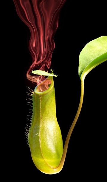 smoking pitcher plant - Fotografie, Obrázek