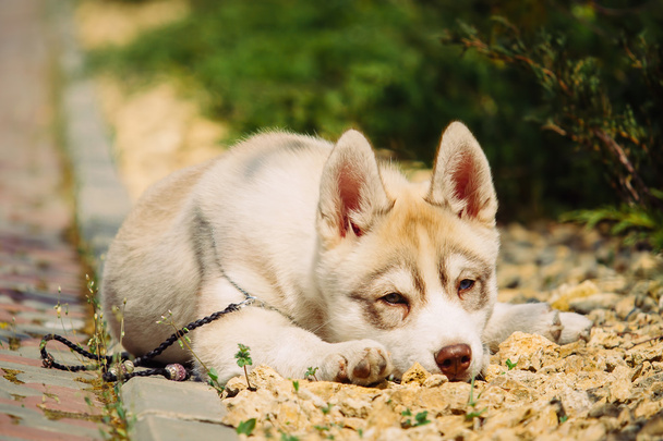 Siberian husky dog outdoors. Portrait of a little husky dog puppy. - Foto, Bild