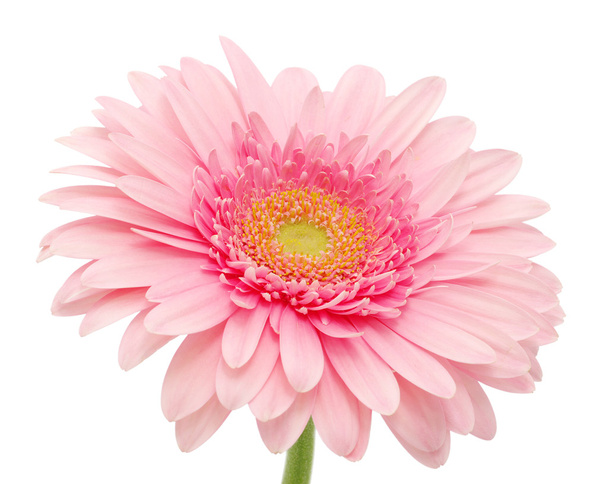 różowy Gerbera - Zdjęcie, obraz