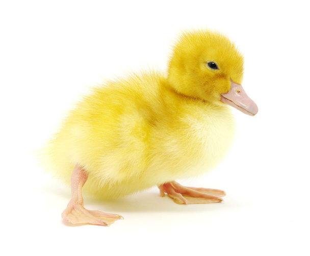 Yellow duck - Photo, Image