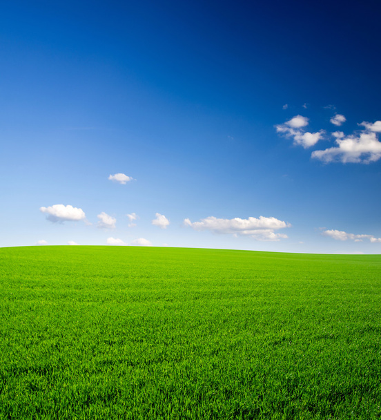 Зелене поле і блакитне небо
 - Фото, зображення