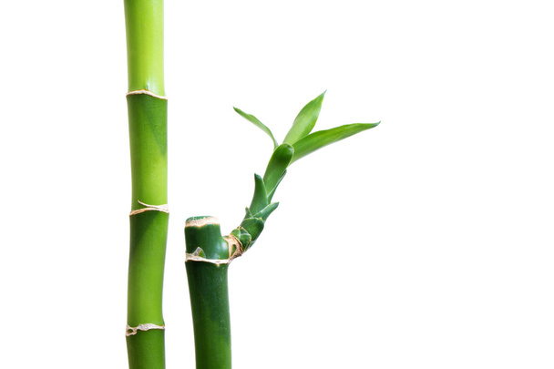 bamboo isolated on white background - Фото, изображение
