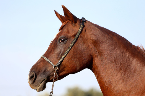 Head shot of a beautiful curious arabian stallion - Photo, Image
