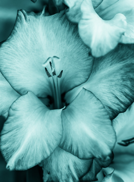 Flor de gladiolo verde
 - Foto, imagen