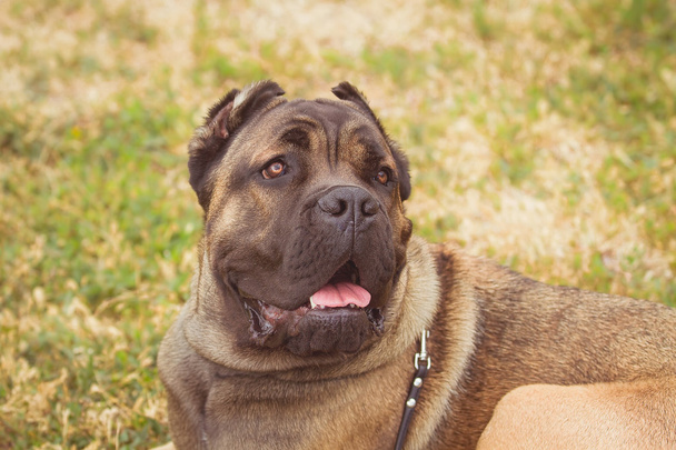 puhdasrotuinen iso ruskea Etelä-Afrikkalainen massiivinen koiralaji Boerboel. koira makaa vihreällä nurmikolla
. - Valokuva, kuva