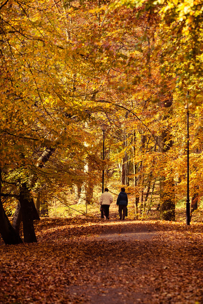senior women walking in autumn forest. - Zdjęcie, obraz