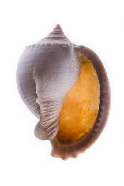 tengeri kagyló fehér háttér - Fotó, kép