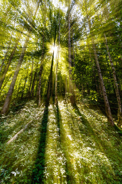 Поздним летом солнечный свет прорывается сквозь деревья - Фото, изображение