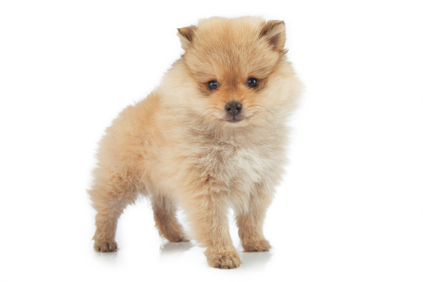 Ritratto di simpatico cucciolo di pomerania, isolato su bianco
 - Foto, immagini